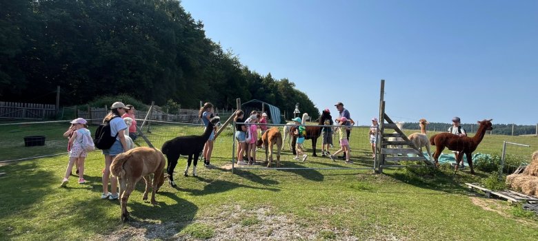 Bild Alpakawanderung